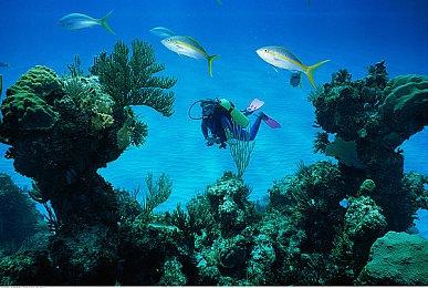 万代南梦宫《死神：魂魄觉醒》角色预告片之碎蜂